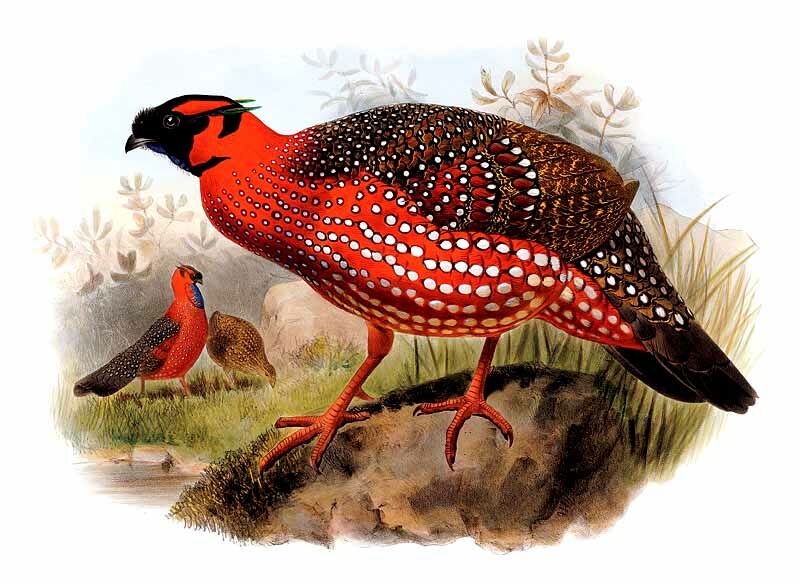 Satyr Tragopan