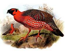 Satyr Tragopan