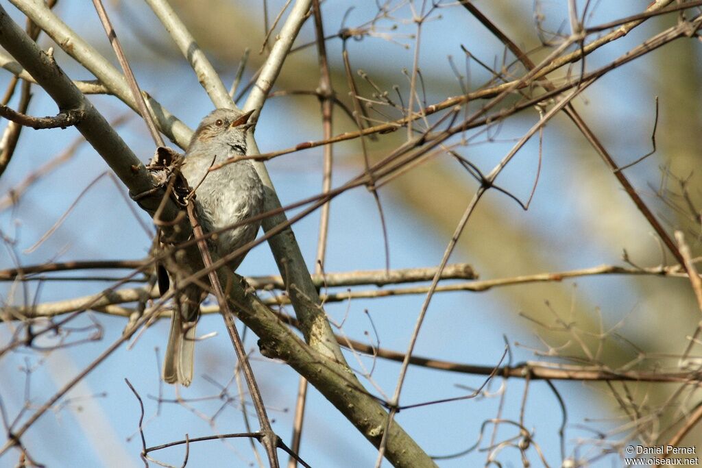 Dunnockadult, identification, song