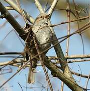 Dunnock