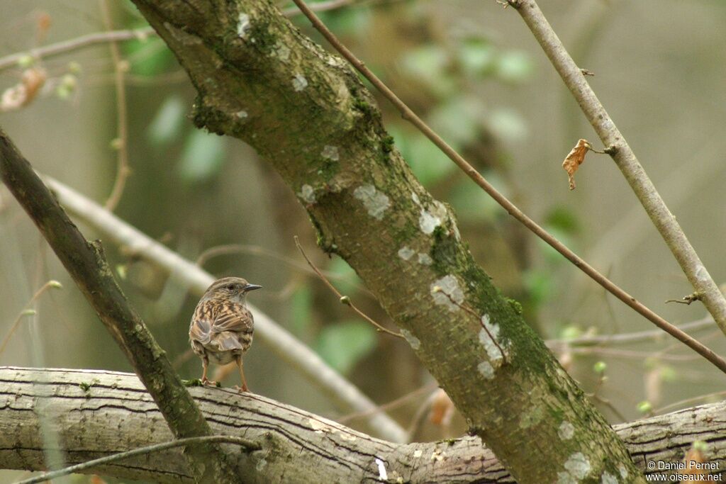 Dunnockadult, identification