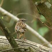 Dunnock