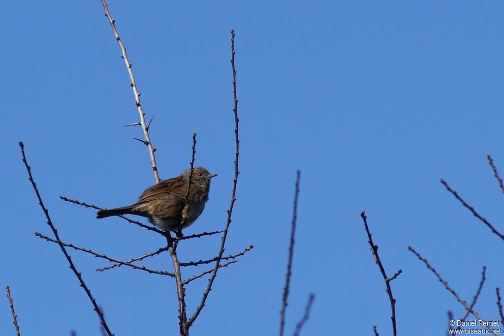 Accenteur mouchetadulte, identification