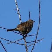 Dunnock