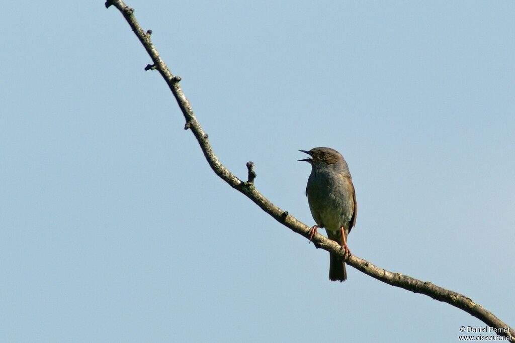 Dunnockadult, identification, song