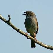 Dunnock