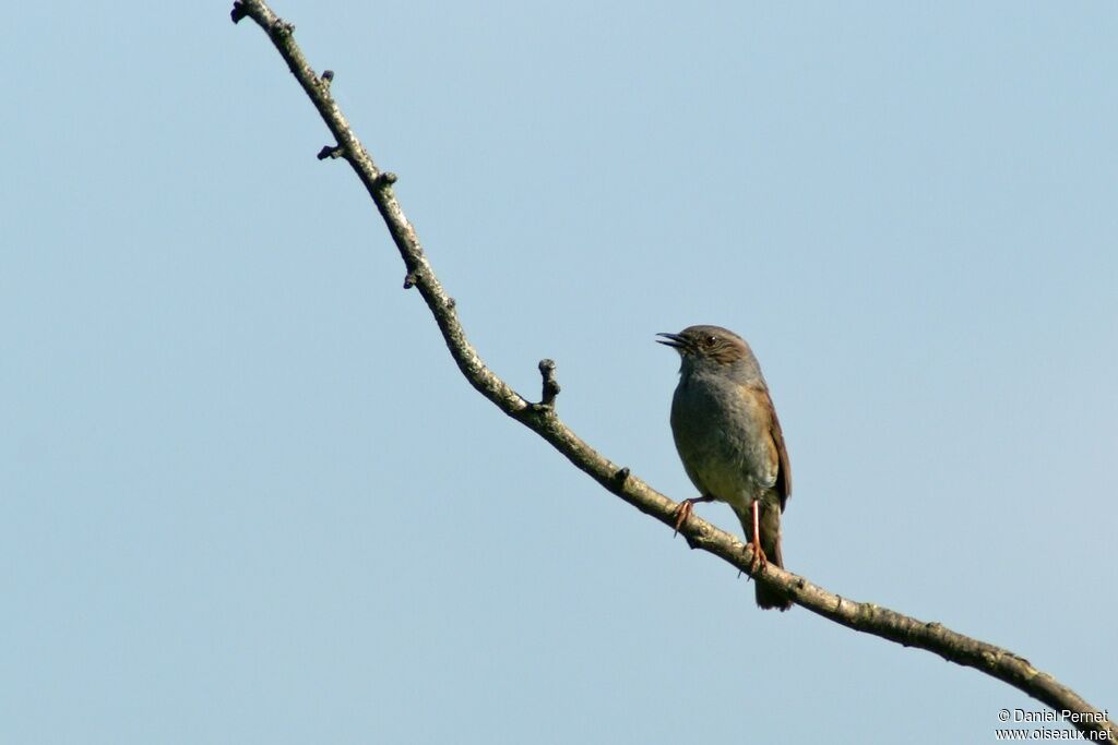 Dunnockadult, identification, song