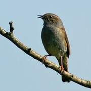 Dunnock