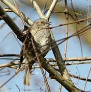 Dunnock