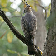 Changeable Hawk-Eagle