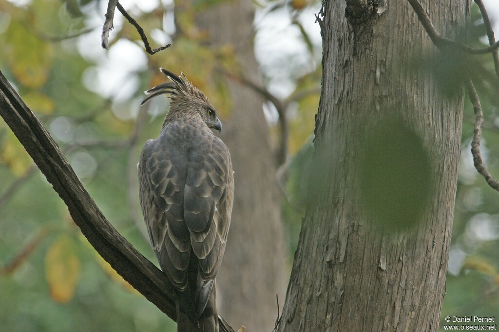 Aigle huppéadulte, identification