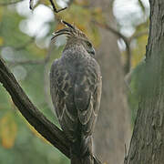 Changeable Hawk-Eagle