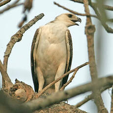 Aigle huppé