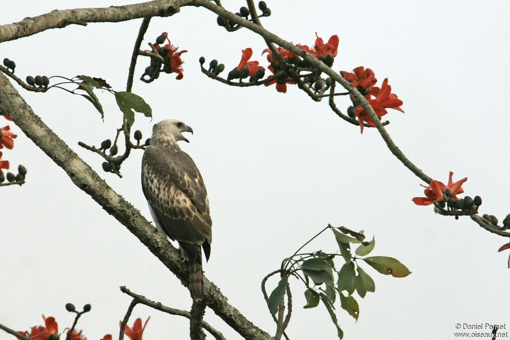 Aigle huppéadulte, identification