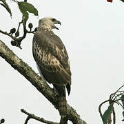 Changeable Hawk-Eagle