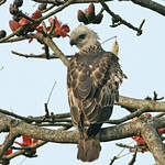 Aigle huppé