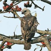 Changeable Hawk-Eagle