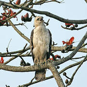 Changeable Hawk-Eagle