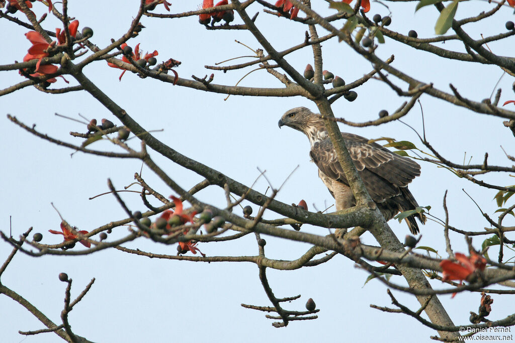 Aigle huppéadulte, identification