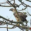 Aigle huppé