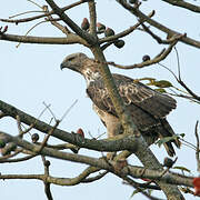 Changeable Hawk-Eagle