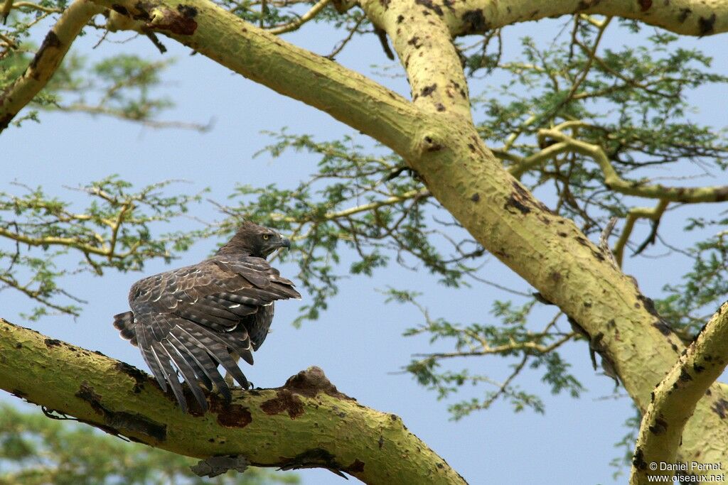 Aigle martialadulte, identification