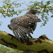 Martial Eagle