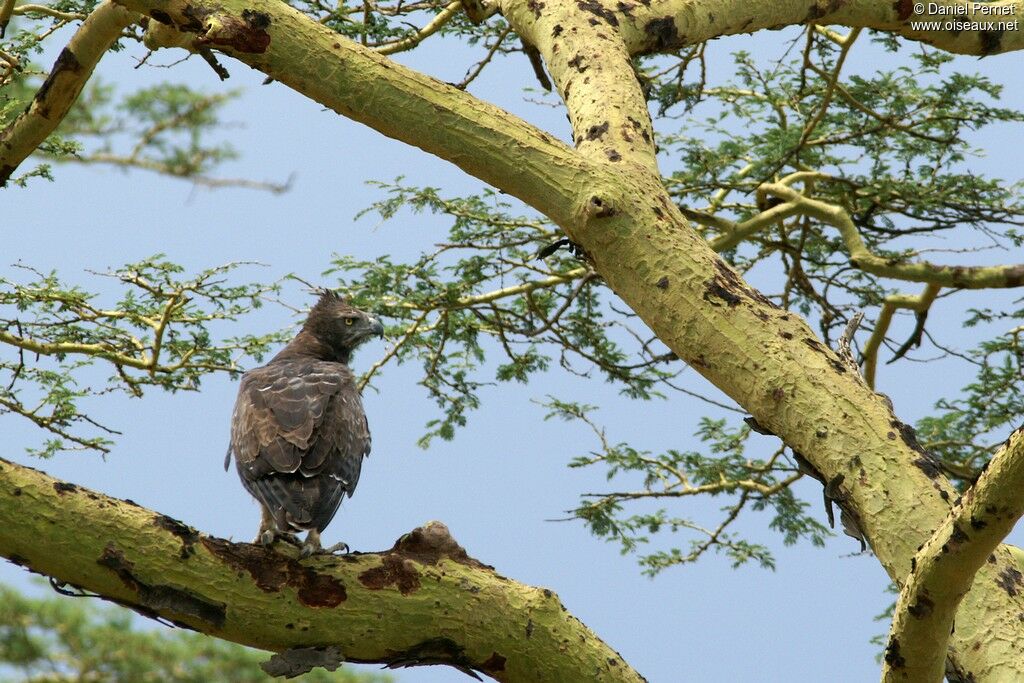 Aigle martialadulte, identification