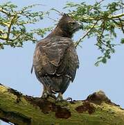 Martial Eagle