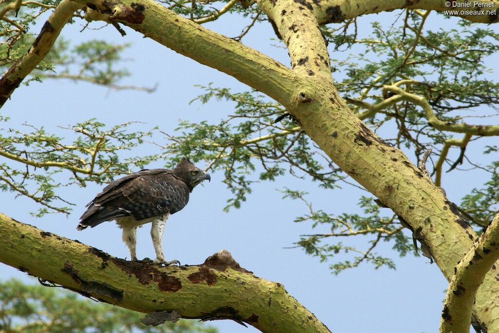 Aigle martialadulte, identification