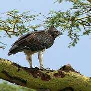 Martial Eagle