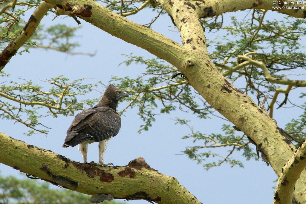 Aigle martialadulte, identification