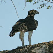 Martial Eagle