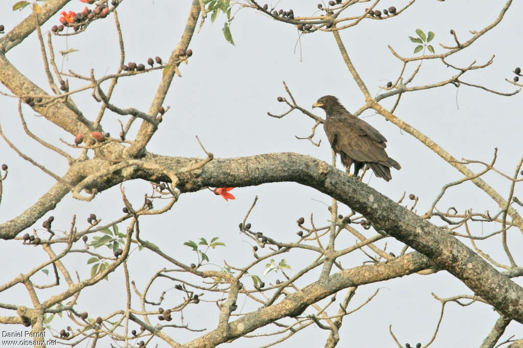 Aigle noiradulte, identification