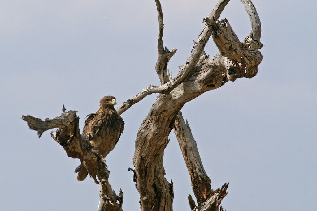 Tawny Eagleadult, identification