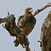 Tawny Eagle