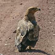 Tawny Eagle