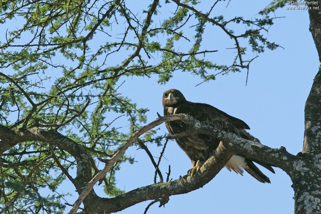 Aigle ravisseuradulte, identification