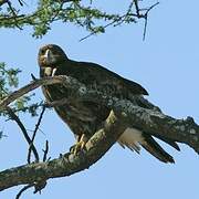 Tawny Eagle