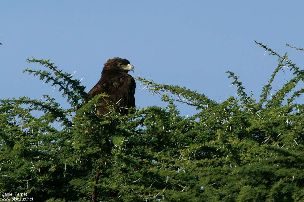 Aigle ravisseuradulte, portrait