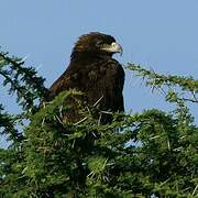 Aigle ravisseur