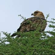 Aigle ravisseur