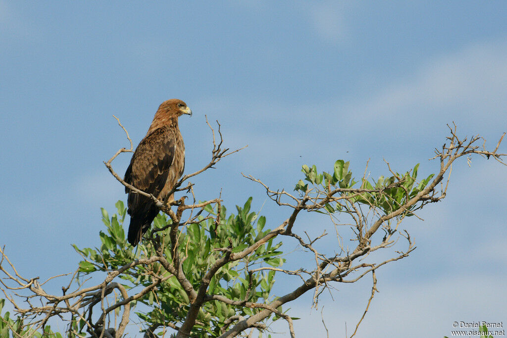 Tawny Eagleadult, identification