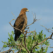 Aigle ravisseur