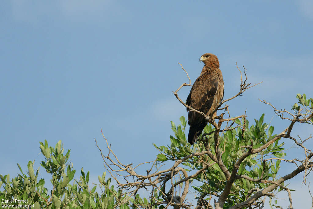 Tawny Eagleadult, habitat