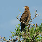 Tawny Eagle