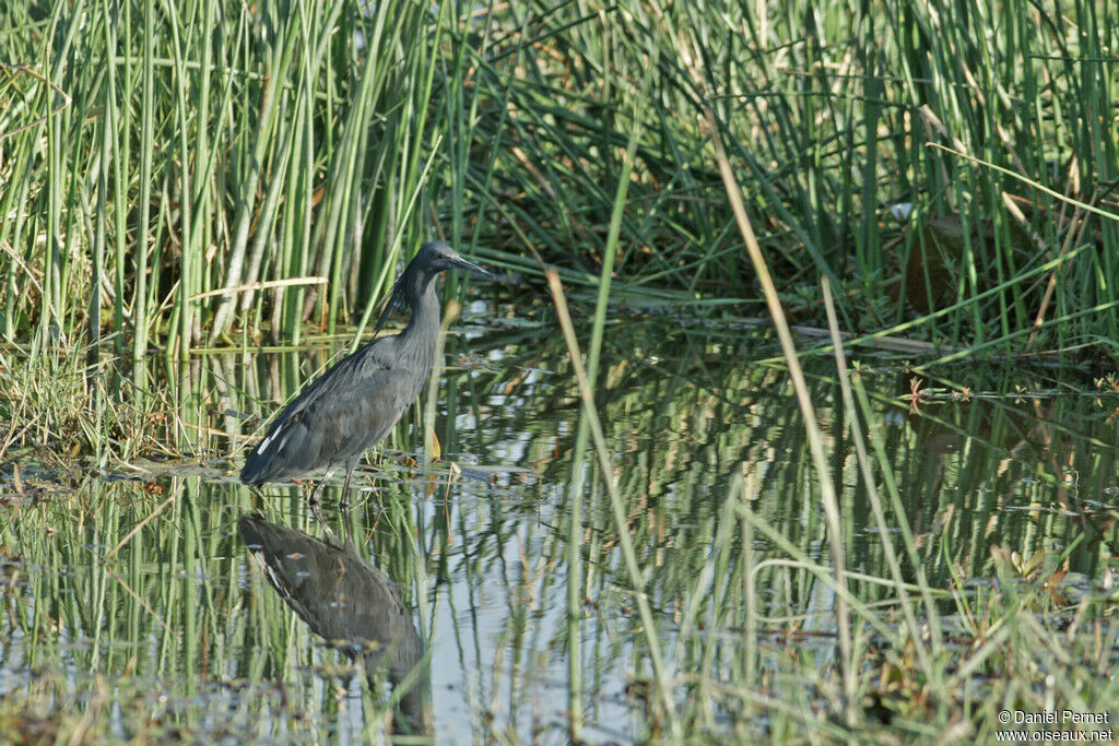 Aigrette ardoiséeadulte, identification