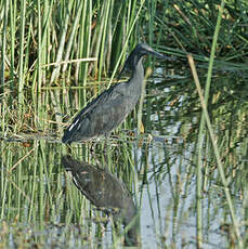 Aigrette ardoisée