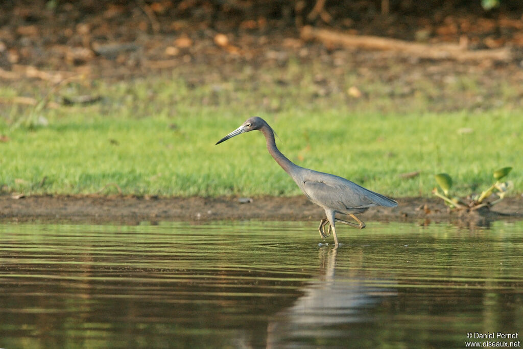 Little Blue Heronadult, identification, Behaviour