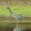 Aigrette bleue